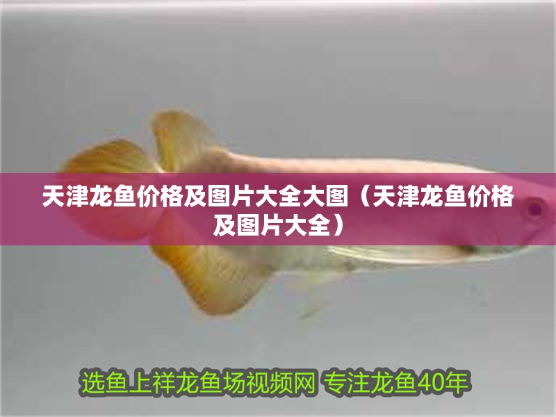 天津龍魚價格及圖片大全大圖（天津龍魚價格及圖片大全）