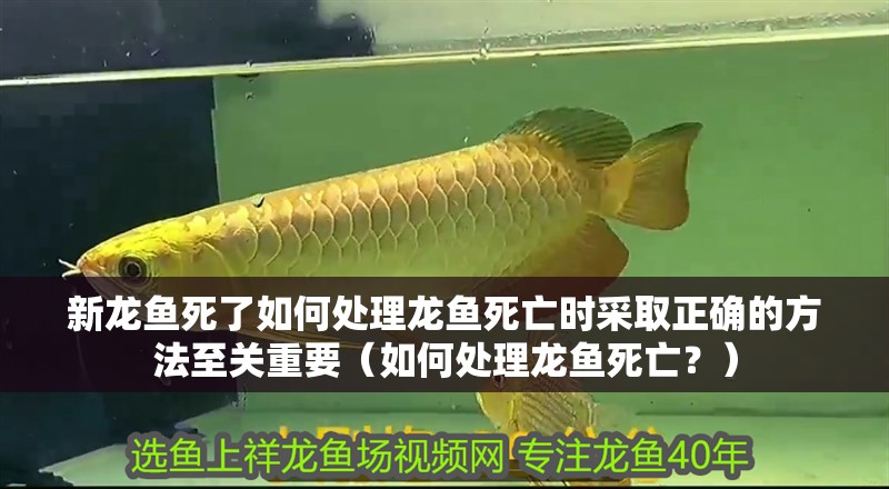 新龍魚死了如何處理龍魚死亡時采取正確的方法至關重要（如何處理龍魚死亡？）