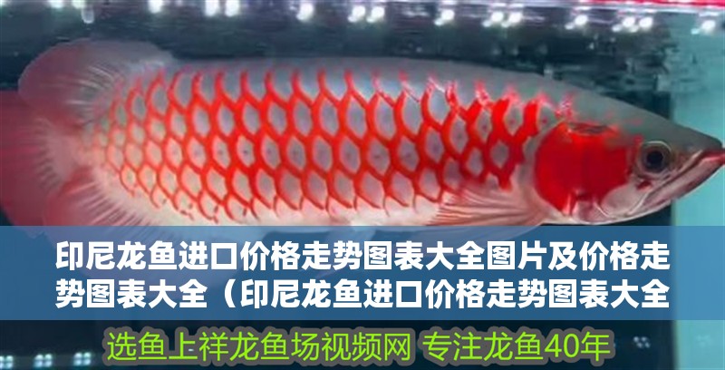 印尼龍魚進口價格走勢圖表大全圖片及價格走勢圖表大全（印尼龍魚進口價格走勢圖表大全）