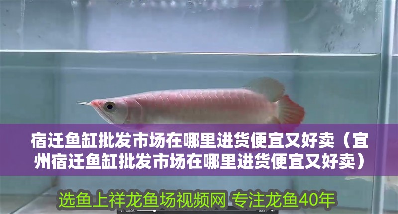 宿遷魚缸批發市場在哪里進貨便宜又好賣（<strong><mark>宜州</mark></strong>宿遷魚缸批發市場在哪里進貨便宜又好賣）