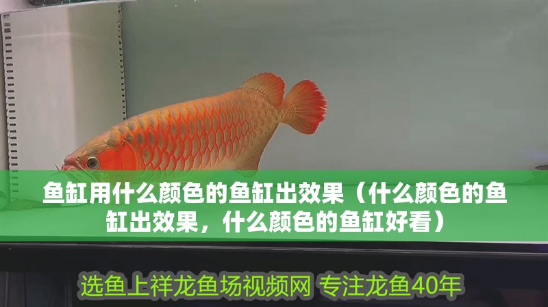 魚缸用什么顏色的魚缸出效果（什么顏色的魚缸出效果，什么顏色的魚缸好看）