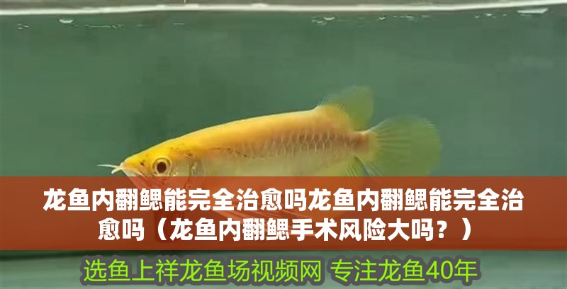 龍魚內翻鰓能完全治愈嗎龍魚內翻鰓能完全治愈嗎（龍魚內翻鰓手術風險大嗎？）