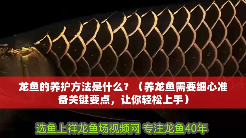 龍魚的養護方法是什么？（養龍魚需要細心準備關鍵要點，讓你輕松上手）