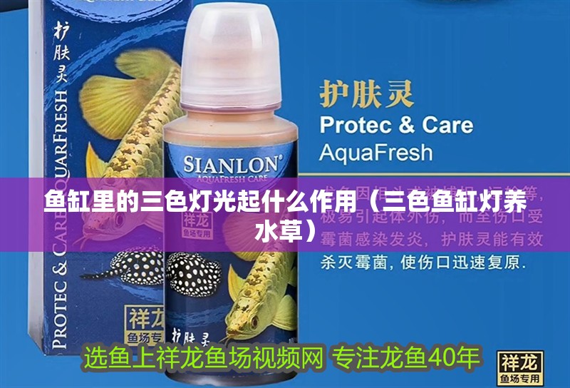 魚缸里的三色燈光起什么作用（三色魚缸燈養(yǎng)水草）