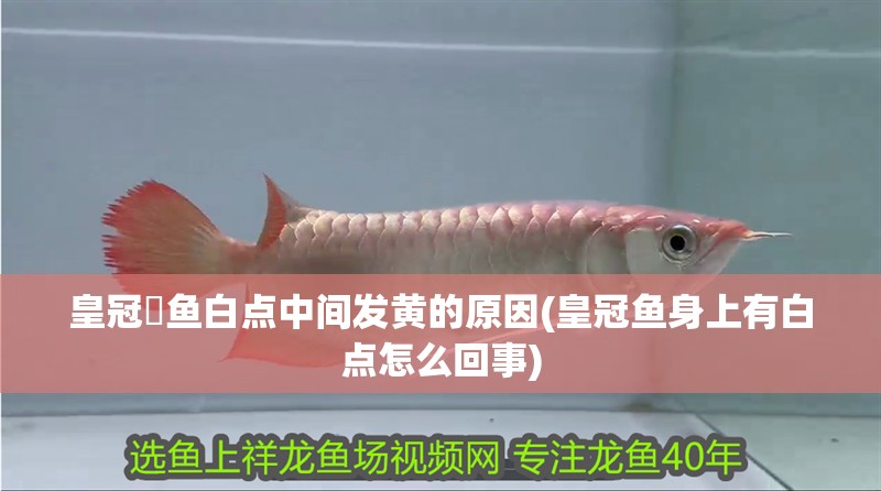 皇冠魟魚白點中間發黃的原因(皇冠魚身上有白點怎么回事)