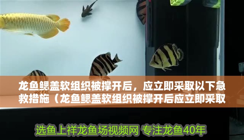 龍魚鰓蓋軟組織被撐開后，應立即采取以下急救措施（龍魚鰓蓋軟組織被撐開后應立即采取以下急救措施）