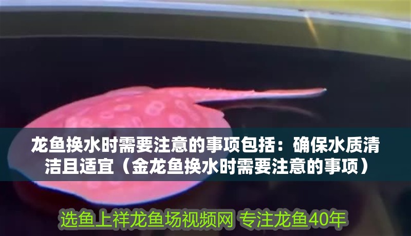 龍魚換水時需要注意的事項包括：確保水質清潔且適宜（金龍魚換水時需要注意的事項）