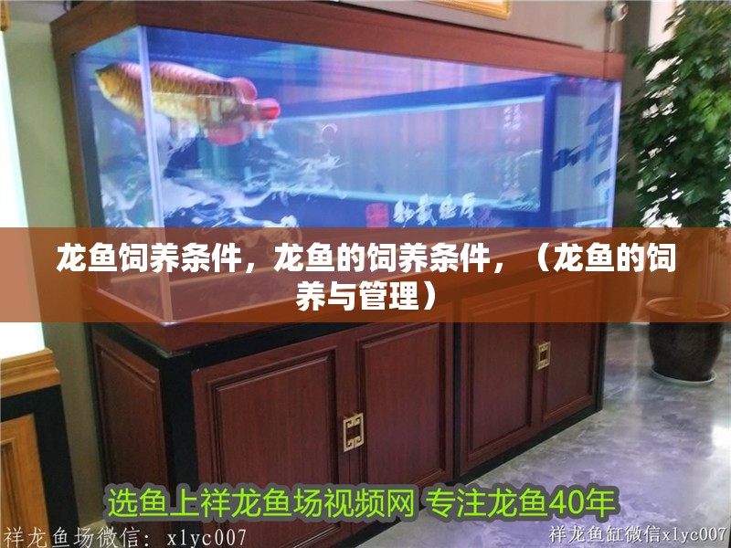 龍魚飼養(yǎng)條件，龍魚的飼養(yǎng)條件，（龍魚的飼養(yǎng)與管理） 龍魚飼養(yǎng)條件，龍魚的飼養(yǎng)條件，（龍魚的飼養(yǎng)與管理） 觀賞魚百科