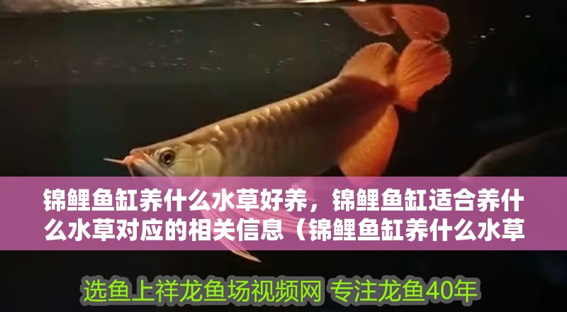 魚缸造景先放沙還是先放水(魚缸造景先鋪沙還是先放石頭) 錦鯉魚缸養什么水草好養,錦鯉魚缸適合養什么水草對應的相關信息(錦鯉魚缸養什么水草好養) 觀賞魚百科 錦鯉魚缸養什么水草好養,錦鯉魚缸適合養什么水草對應的相關信息(錦鯉魚缸養什么水草好養) 錦鯉魚缸養什么水草好養,錦鯉魚缸適合養什么水草對應的相關信息(錦鯉魚缸養什么水草好養) 觀賞魚百科