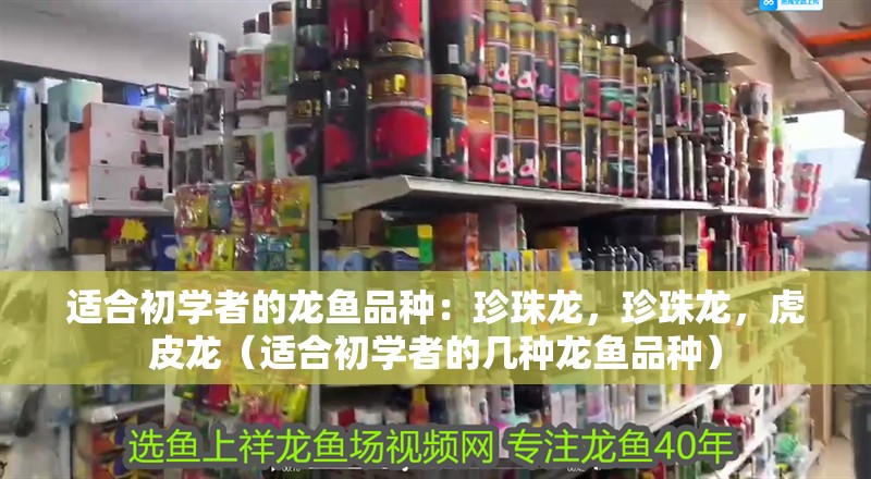 適合初學(xué)者的龍魚品種：珍珠龍，珍珠龍，虎皮龍（適合初學(xué)者的幾種龍魚品種）