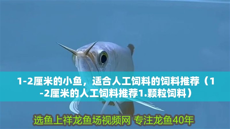 1-2厘米的小魚，適合人工飼料的飼料推薦（1-2厘米的人工飼料推薦1.顆粒飼料）