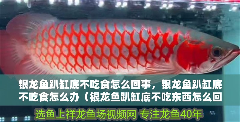 銀龍魚趴缸底不吃食怎么回事，銀龍魚趴缸底不吃食怎么辦（銀龍魚趴缸底不吃東西怎么回事）