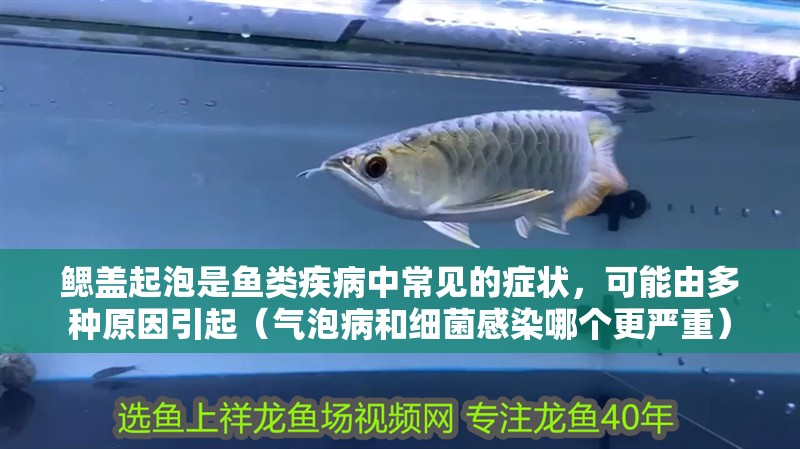 鰓蓋起泡是魚類疾病中常見的癥狀，可能由多種原因引起（氣泡病和細菌感染哪個更嚴重）