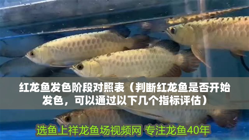 紅龍魚發色階段對照表（判斷紅龍魚是否開始發色，可以通過以下幾個指標評估）