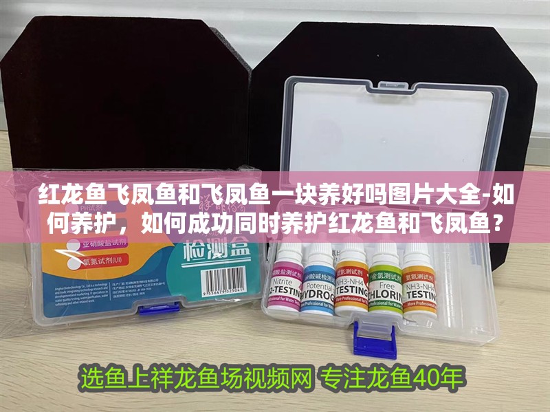 紅龍魚飛鳳魚和飛鳳魚一塊養好嗎圖片大全-如何養護，如何成功同時養護紅龍魚和飛鳳魚？