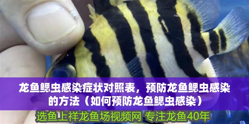 龍魚鰓蟲感染癥狀對照表，預防龍魚鰓蟲感染的方法（如何預防龍魚鰓蟲感染）