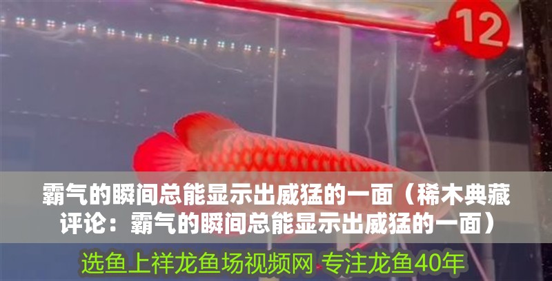 霸氣的瞬間總能顯示出威猛的一面（稀木典藏評論：霸氣的瞬間總能顯示出威猛的一面） 霸氣的瞬間總能顯示出威猛的一面（稀木典藏評論：霸氣的瞬間總能顯示出威猛的一面） 觀賞魚百科