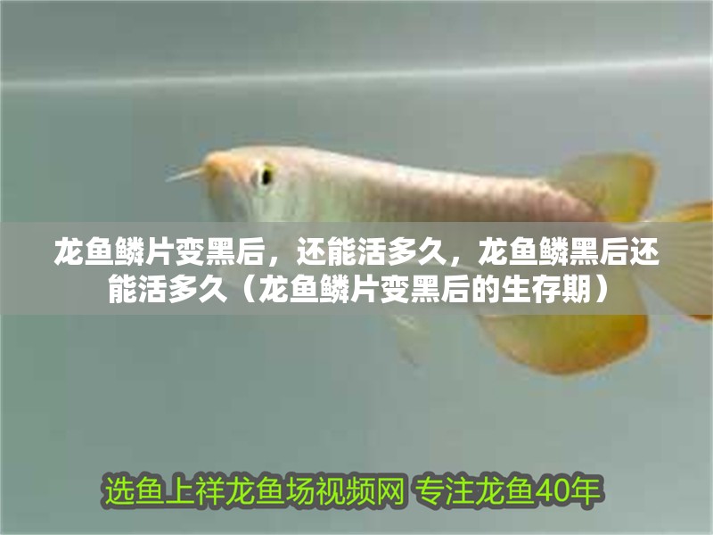 龍魚鱗片變黑后，還能活多久，龍魚鱗黑后還能活多久（龍魚鱗片變黑后的生存期）