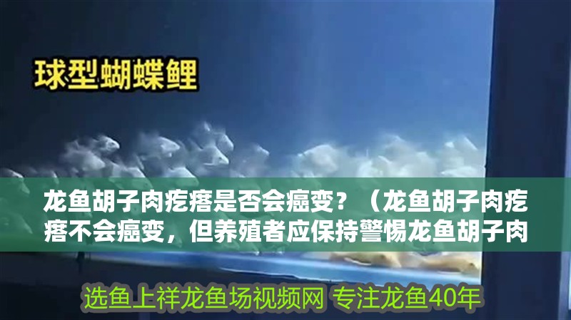 龍魚胡子肉疙瘩是否會癌變？（龍魚胡子肉疙瘩不會癌變，但養殖者應保持警惕龍魚胡子肉疙瘩）