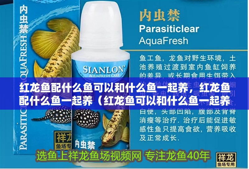 龍魚干蝦有營養嗎 紅龍魚配什么魚可以和什么魚一起養,紅龍魚配什么魚一起養(紅龍魚可以和什么魚一起養?) 觀賞魚百科 紅龍魚配什么魚可以和什么魚一起養,紅龍魚配什么魚一起養(紅龍魚可以和什么魚一起養?) 紅龍魚配什么魚可以和什么魚一起養,紅龍魚配什么魚一起養(紅龍魚可以和什么魚一起養?) 觀賞魚百科