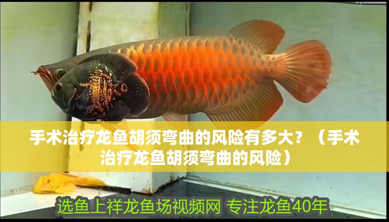 手術治療龍魚胡須彎曲的風險有多大？（手術治療龍魚胡須彎曲的風險）