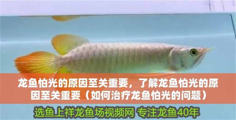龍魚怕光的原因至關重要，了解龍魚怕光的原因至關重要（如何治療龍魚怕光的問題） 龍魚怕光的原因至關重要，了解龍魚怕光的原因至關重要（如何治療龍魚怕光的問題） 龍魚百科