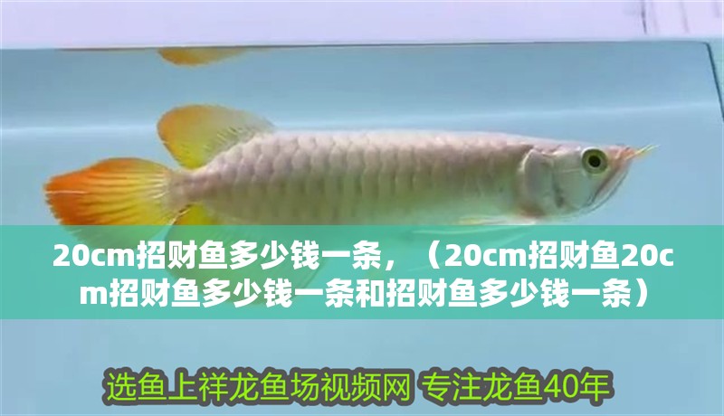 20cm招財魚多少錢一條，（20cm招財魚20cm招財魚多少錢一條和招財魚多少錢一條）