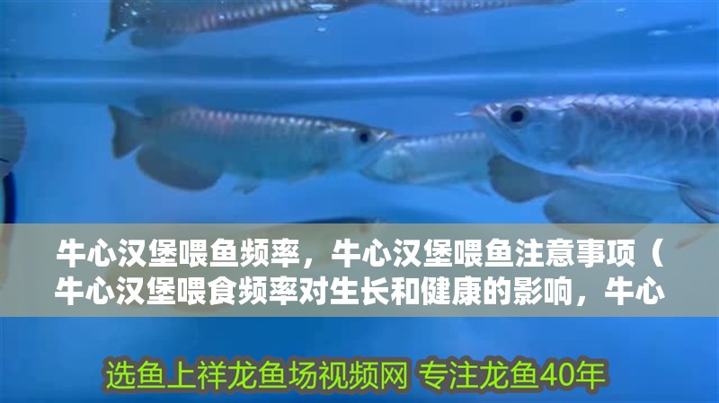 牛心漢堡喂魚頻率，牛心漢堡喂魚注意事項（牛心漢堡喂食頻率對生長和健康的影響，牛心漢堡喂魚注意事項）