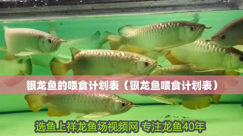銀龍魚的喂食計劃表（銀龍魚喂食計劃表）