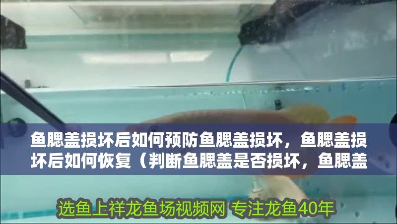 魚腮蓋損壞后如何預防魚腮蓋損壞，魚腮蓋損壞后如何恢復（判斷魚腮蓋是否損壞，魚腮蓋損壞后如何恢復魚腮蓋）