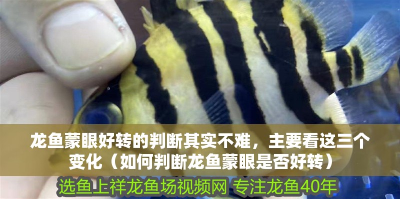 龍魚蒙眼好轉(zhuǎn)的判斷其實不難，主要看這三個變化（如何判斷龍魚蒙眼是否好轉(zhuǎn)）