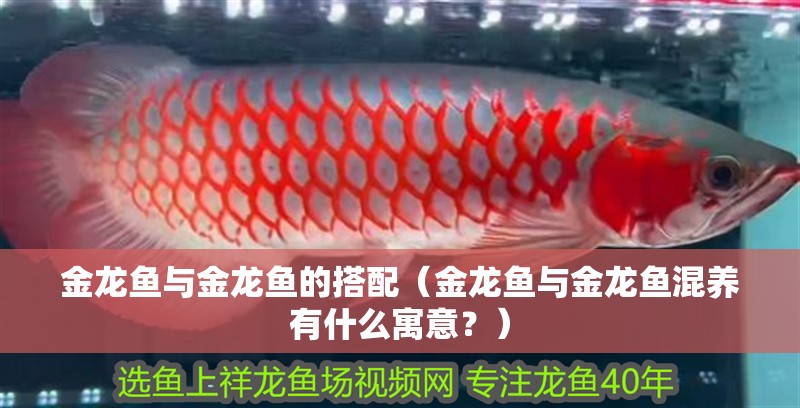 金龍魚與金龍魚的搭配（金龍魚與金龍魚混養有什么寓意？）