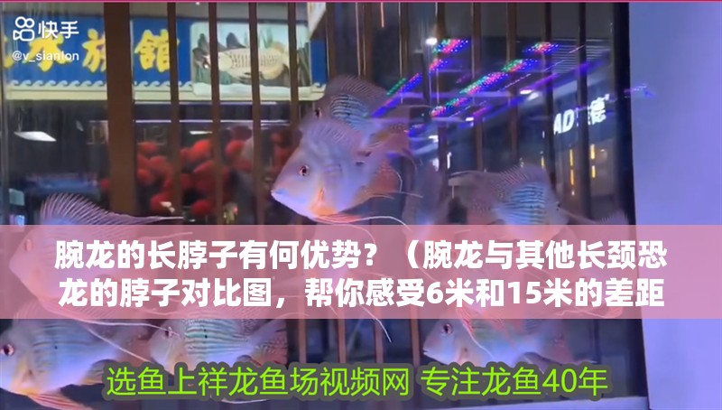 腕龍的長脖子有何優勢？（腕龍與其他長頸恐龍的脖子對比圖，幫你感受6米和15米的差距）