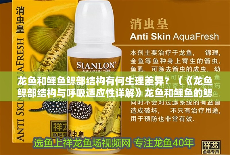 龍魚和鯉魚鰓部結構有何生理差異？（《龍魚鰓部結構與呼吸適應性詳解》龍魚和鯉魚的鰓部結構差異）
