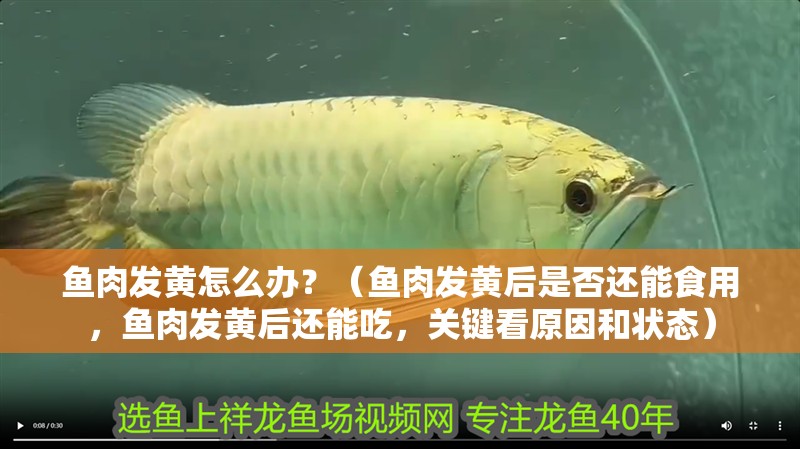 魚肉發(fā)黃怎么辦？（魚肉發(fā)黃后是否還能食用，魚肉發(fā)黃后還能吃，關(guān)鍵看原因和狀態(tài)）