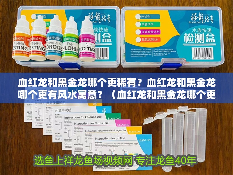 血紅龍和黑金龍哪個更稀有？血紅龍和黑金龍哪個更有風水寓意？（血紅龍和黑金龍哪個更有風水寓意血紅龍和黑金龍哪個更稀有）
