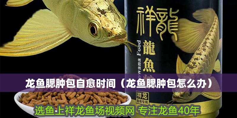 龍魚腮腫包自愈時(shí)間（龍魚腮腫包怎么辦）