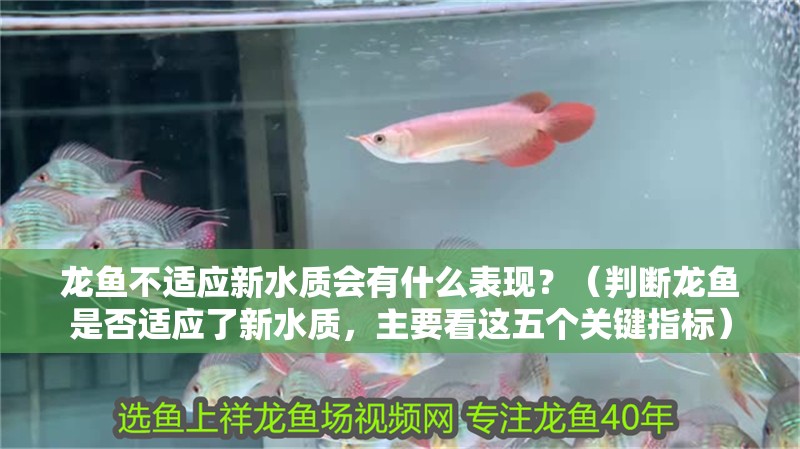 龍魚不適應新水質會有什么表現？（判斷龍魚是否適應了新水質，主要看這五個關鍵指標）