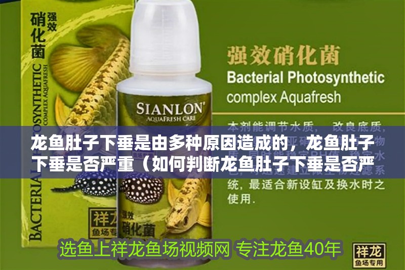 龍魚(yú)肚子下垂是由多種原因造成的，龍魚(yú)肚子下垂是否嚴(yán)重（如何判斷龍魚(yú)肚子下垂是否嚴(yán)重？）