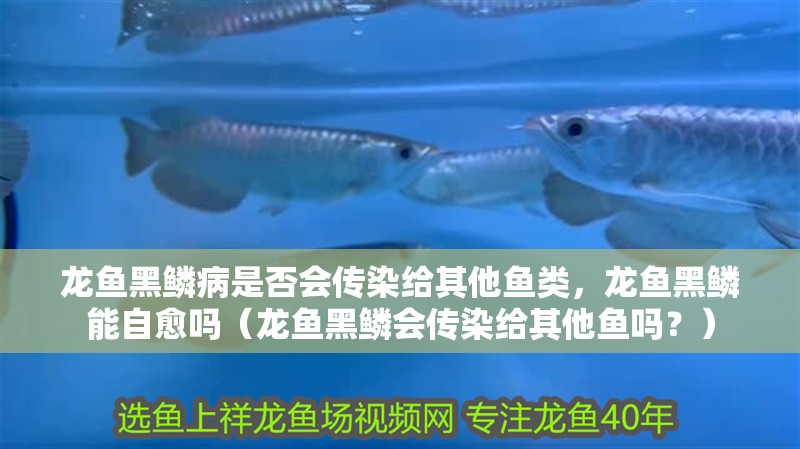 龍魚黑鱗病是否會傳染給其他魚類，龍魚黑鱗能自愈嗎（龍魚黑鱗會傳染給其他魚嗎？） 龍魚黑鱗病是否會傳染給其他魚類，龍魚黑鱗能自愈嗎（龍魚黑鱗會傳染給其他魚嗎？） 龍魚百科