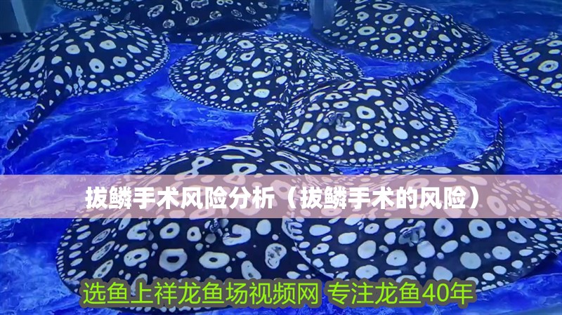 拔鱗手術風險分析（拔鱗手術的風險） 拔鱗手術風險分析（拔鱗手術的風險） 龍魚百科