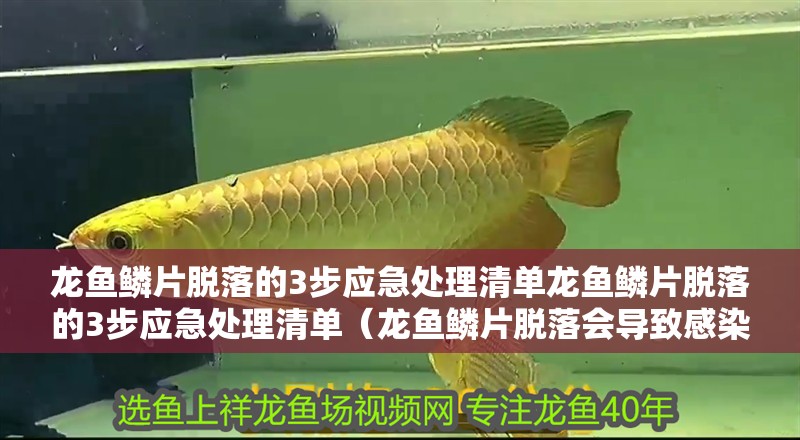 龍魚鱗片脫落的3步應急處理清單龍魚鱗片脫落的3步應急處理清單（龍魚鱗片脫落會導致感染嗎？）