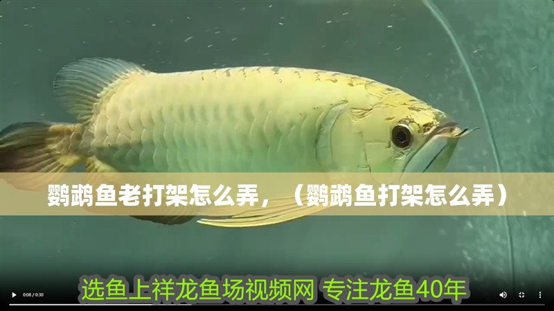 鸚鵡魚老打架怎么弄，（鸚鵡魚打架怎么弄） 鸚鵡魚老打架怎么弄，（鸚鵡魚打架怎么弄） 觀賞魚百科