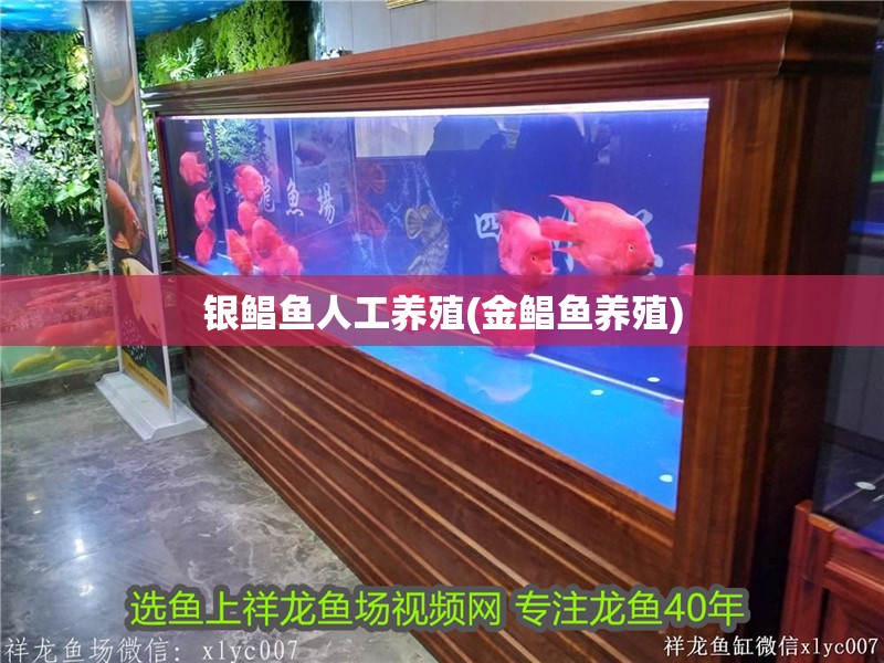 銀鯧魚人工養(yǎng)殖(金鯧魚養(yǎng)殖)