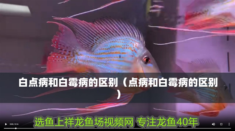 白點(diǎn)病和白霉病的區(qū)別（點(diǎn)病和白霉病的區(qū)別）
