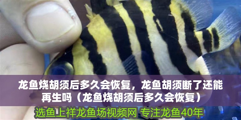 龍魚燒胡須后多久會恢復，龍魚胡須斷了還能再生嗎（龍魚燒胡須后多久會恢復）