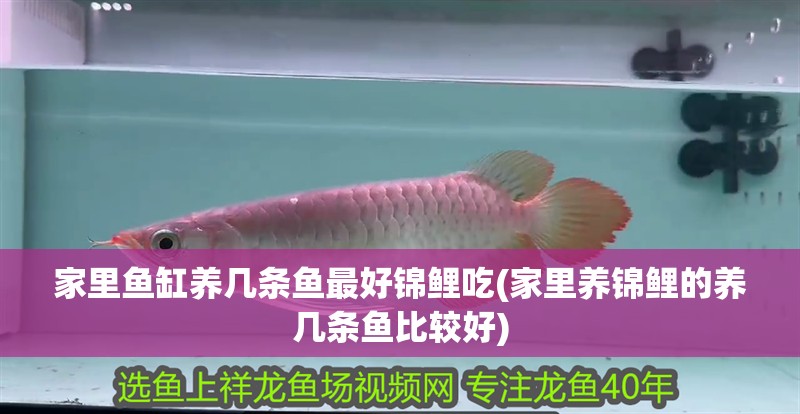 家里魚缸養(yǎng)幾條魚最好錦鯉吃(家里養(yǎng)錦鯉的養(yǎng)幾條魚比較好)