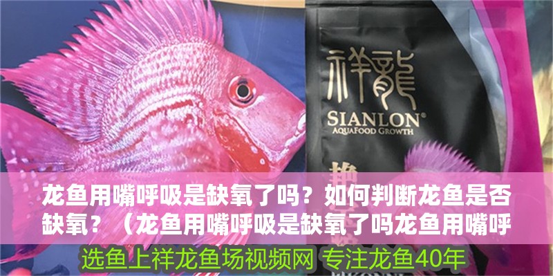 龍魚用嘴呼吸是缺氧了嗎？如何判斷龍魚是否缺氧？（龍魚用嘴呼吸是缺氧了嗎龍魚用嘴呼吸是缺氧了嗎）