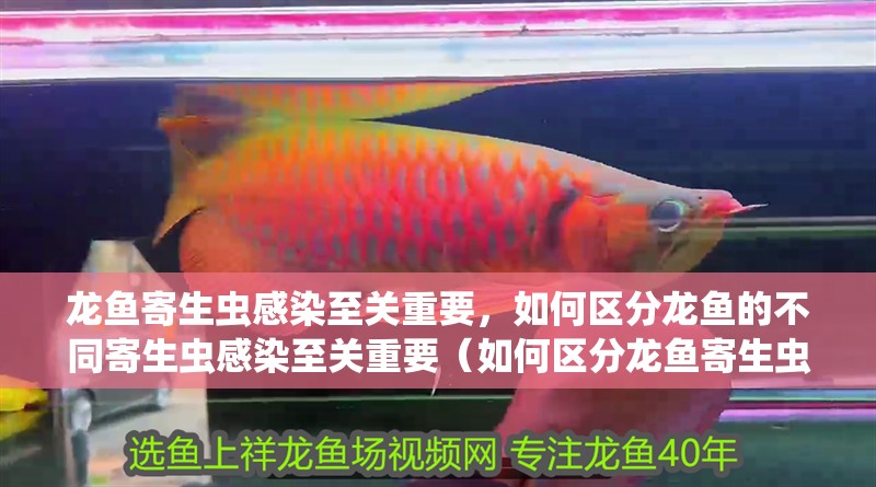 龍魚寄生蟲感染至關(guān)重要，如何區(qū)分龍魚的不同寄生蟲感染至關(guān)重要（如何區(qū)分龍魚寄生蟲感染至關(guān)重要，龍魚寄生蟲速查表）