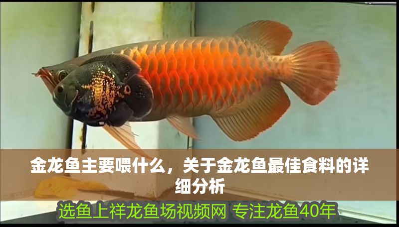 金龍魚主要喂什么，關于金龍魚最佳食料的詳細分析